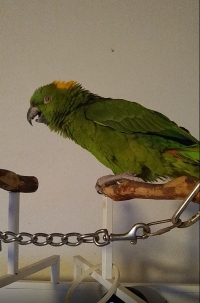 Woodleigh the parrot